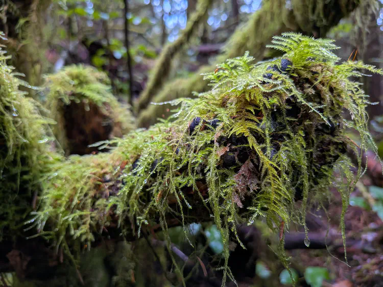[Botanical Beach, Port Renfrew, British Columbia](https://www.google.com/maps/search/?api=1&query=Botanical+Beach+Port+Renfrew+British+Columbia) · Google Pixel 9a
