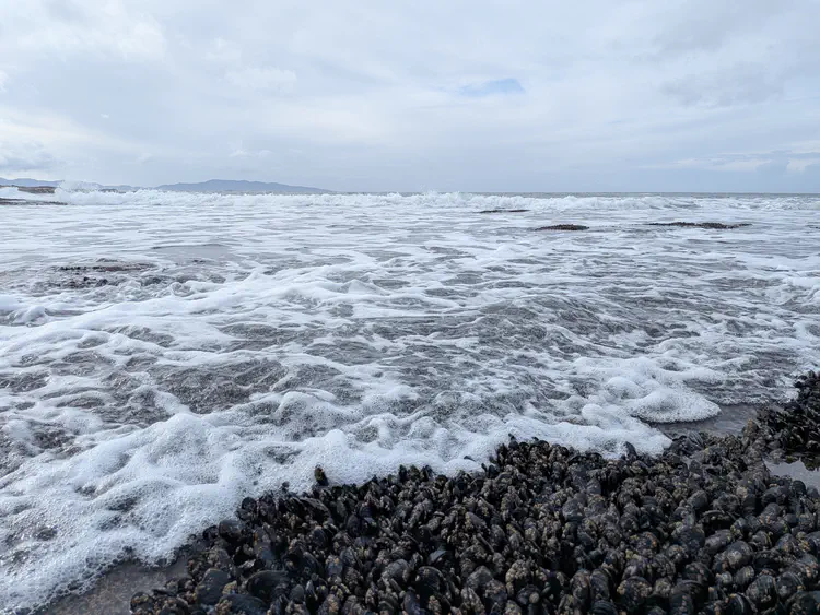 [Botanical Beach, Port Renfrew, British Columbia](https://www.google.com/maps/search/?api=1&query=Botanical+Beach+Port+Renfrew+British+Columbia) · Google Pixel 9a