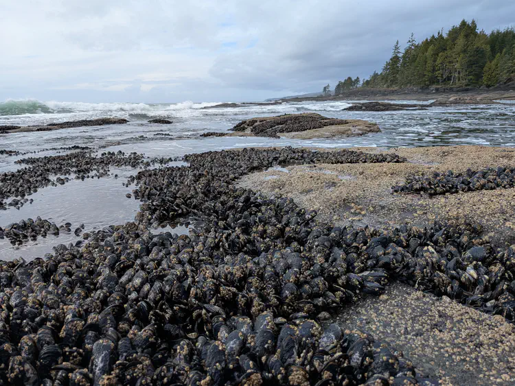[Botanical Beach, Port Renfrew, British Columbia](https://www.google.com/maps/search/?api=1&query=Botanical+Beach+Port+Renfrew+British+Columbia) · Google Pixel 9a